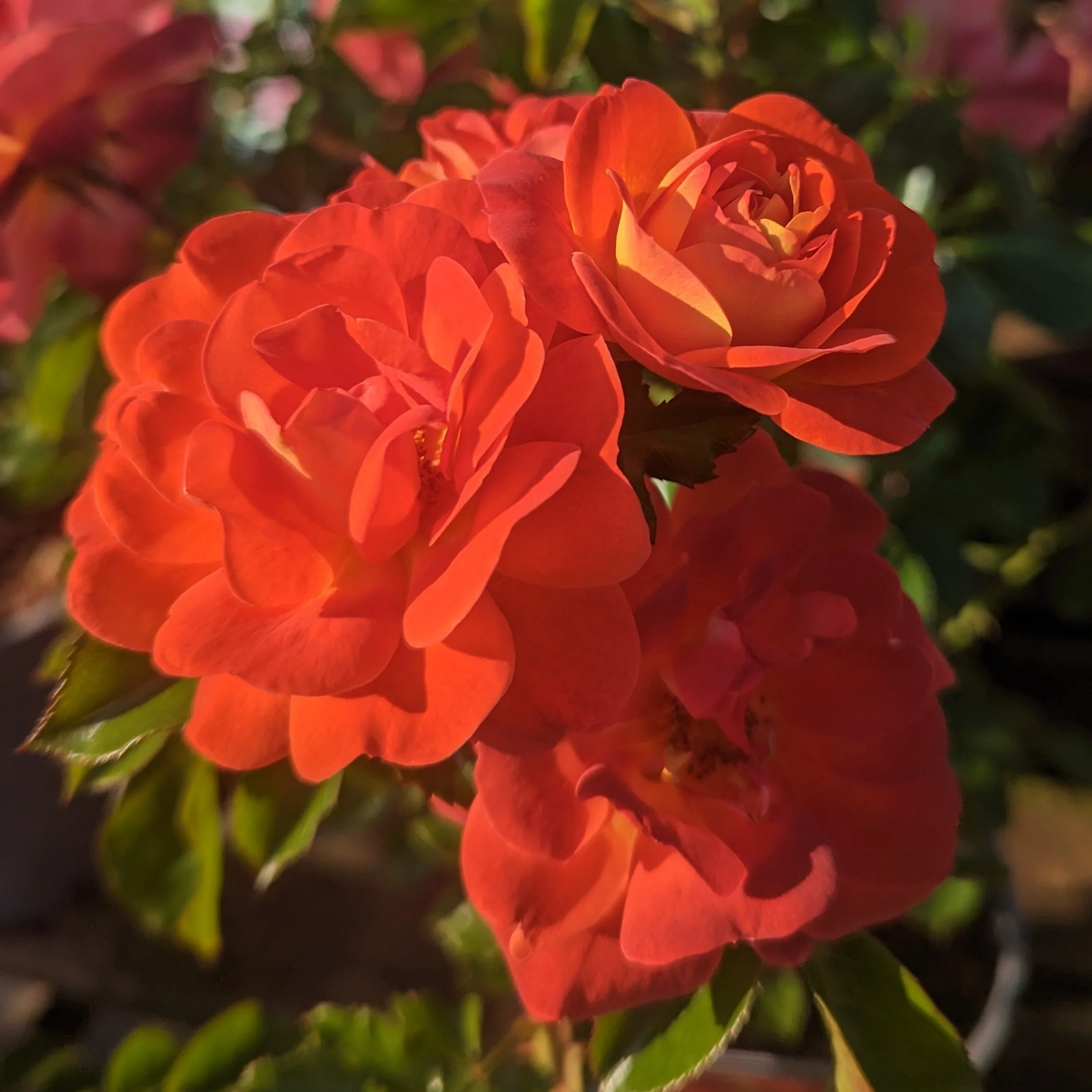 Orange Bush Roses