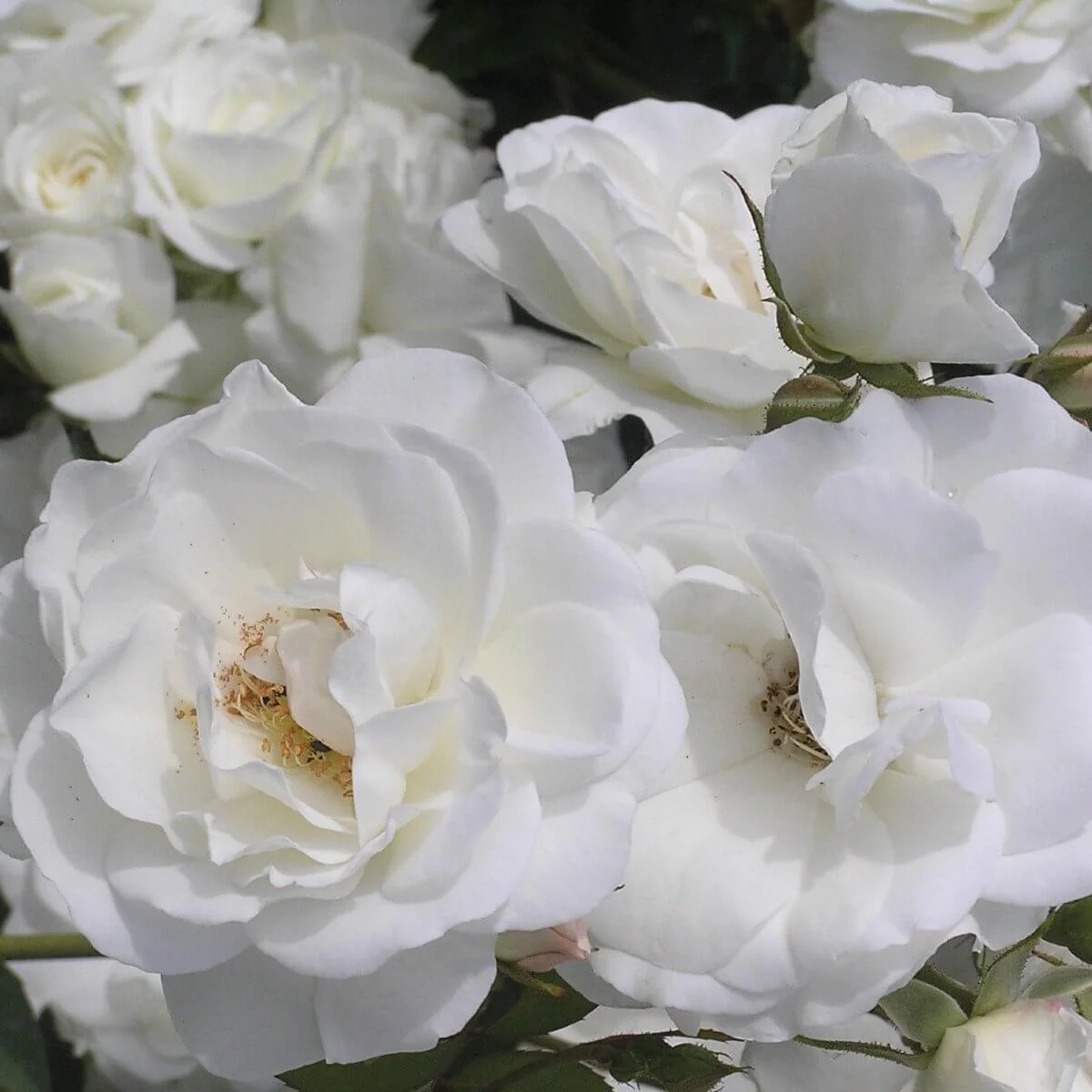 Floribunda Roses