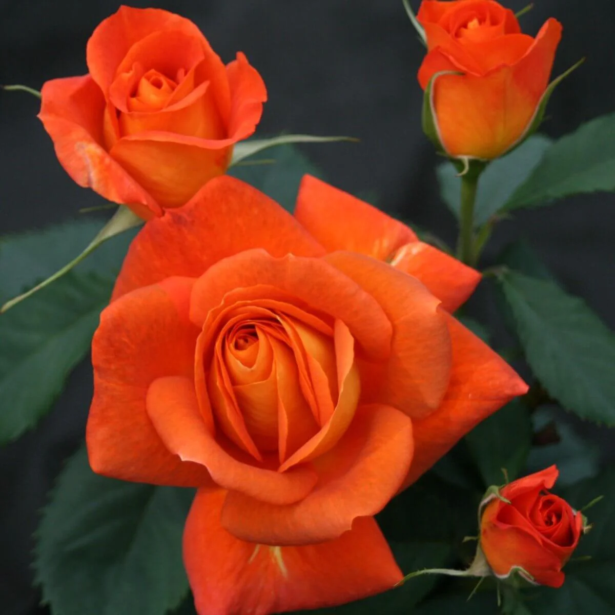 Orange Roses